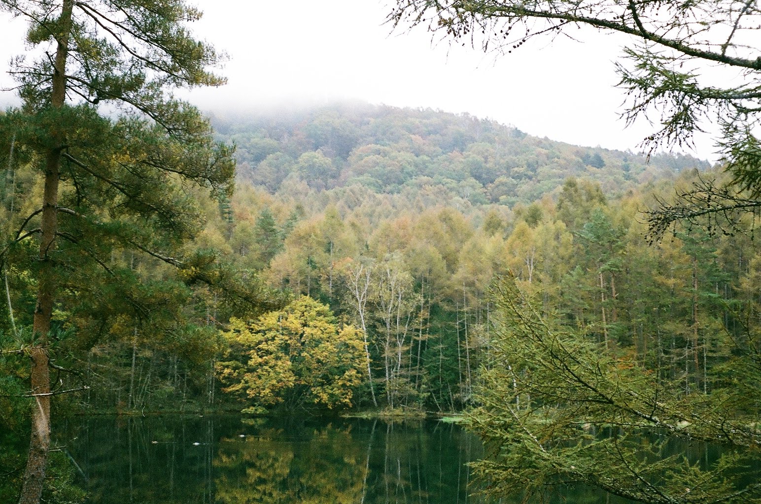 Photo of a forest