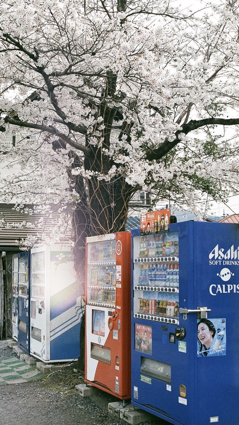 Photo of japanese sakura
