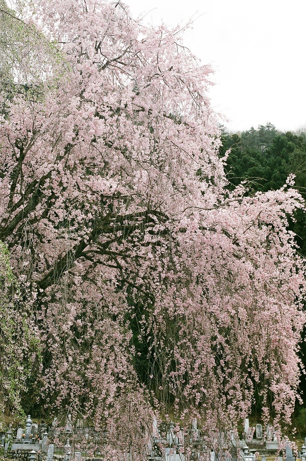 Photo of sakura tree