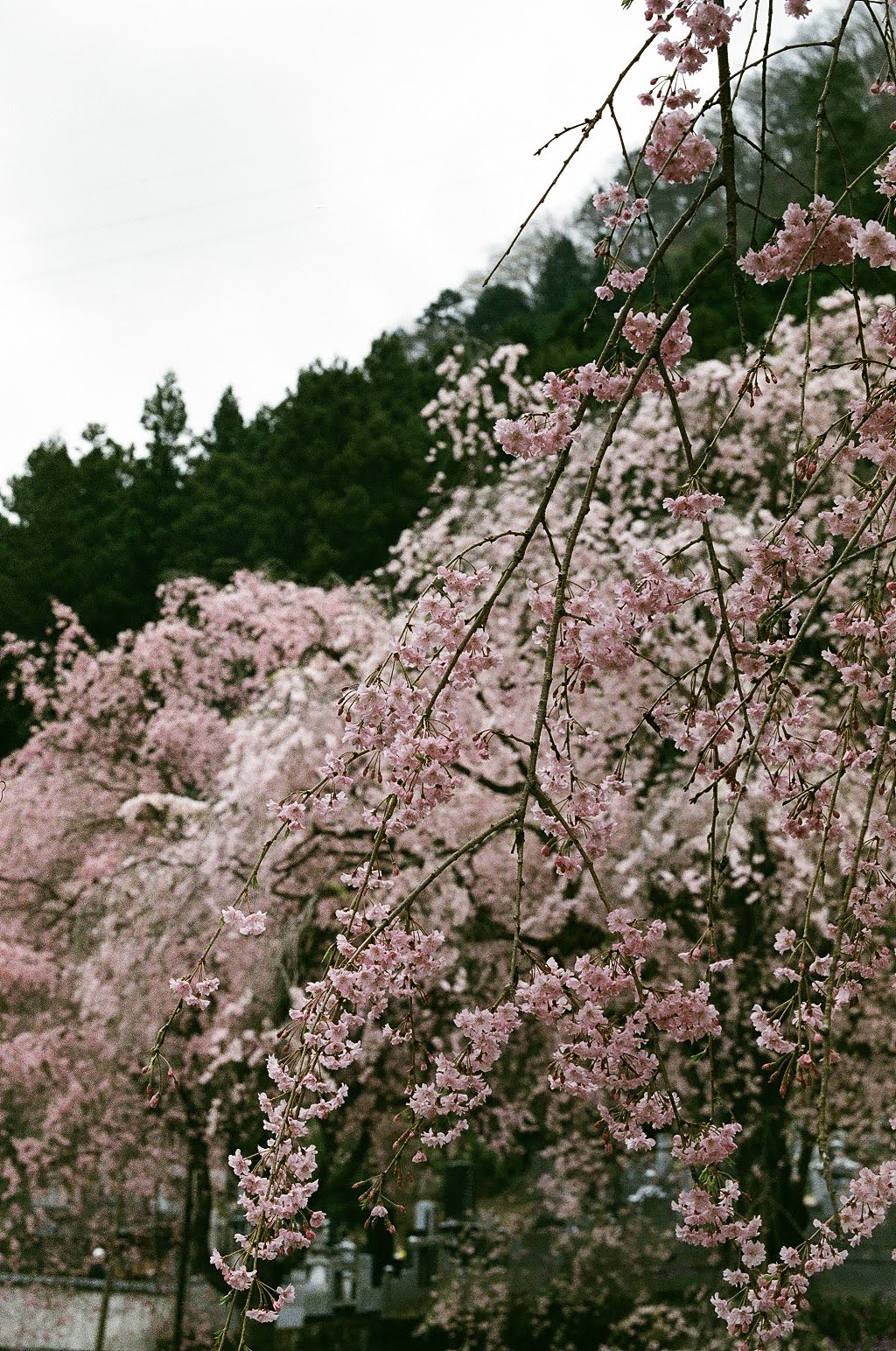 Photo of sakura close-up