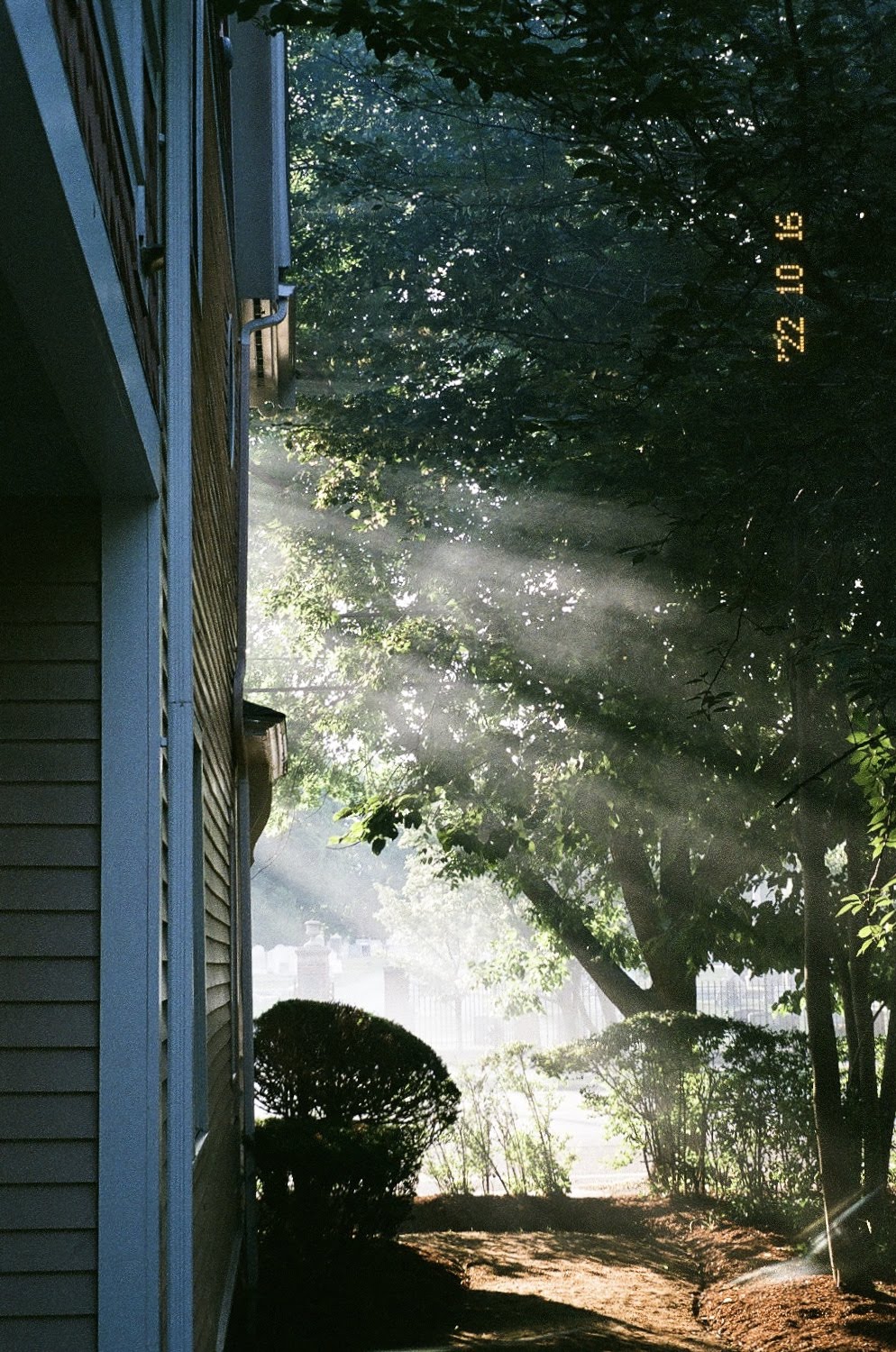 Photo of summer light through trees
