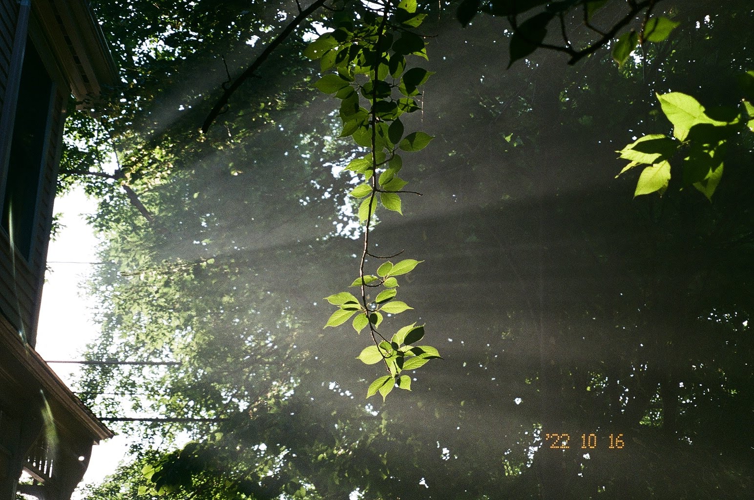 Photo of the summer light