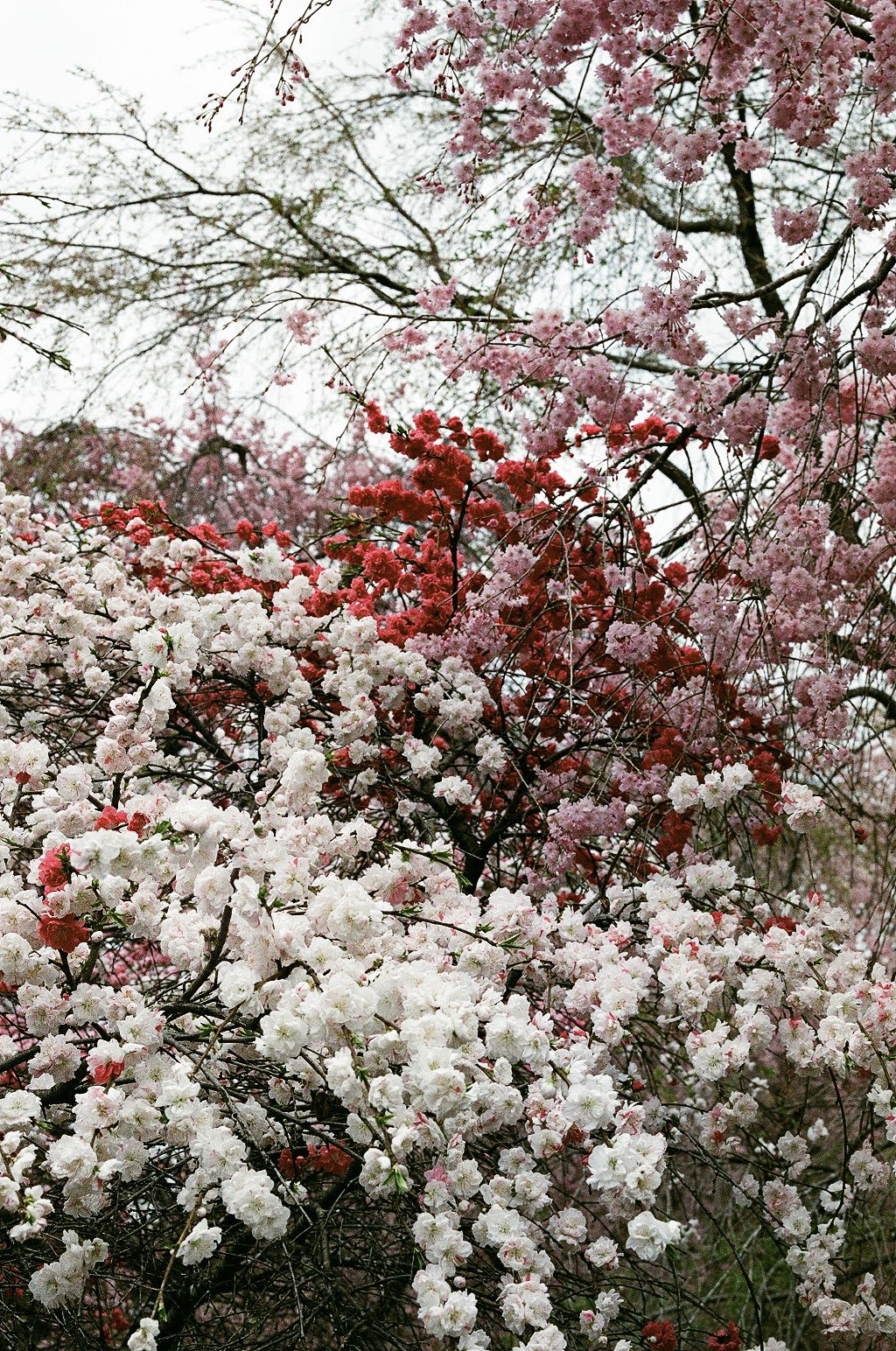 Photo of a three-color sakura tree