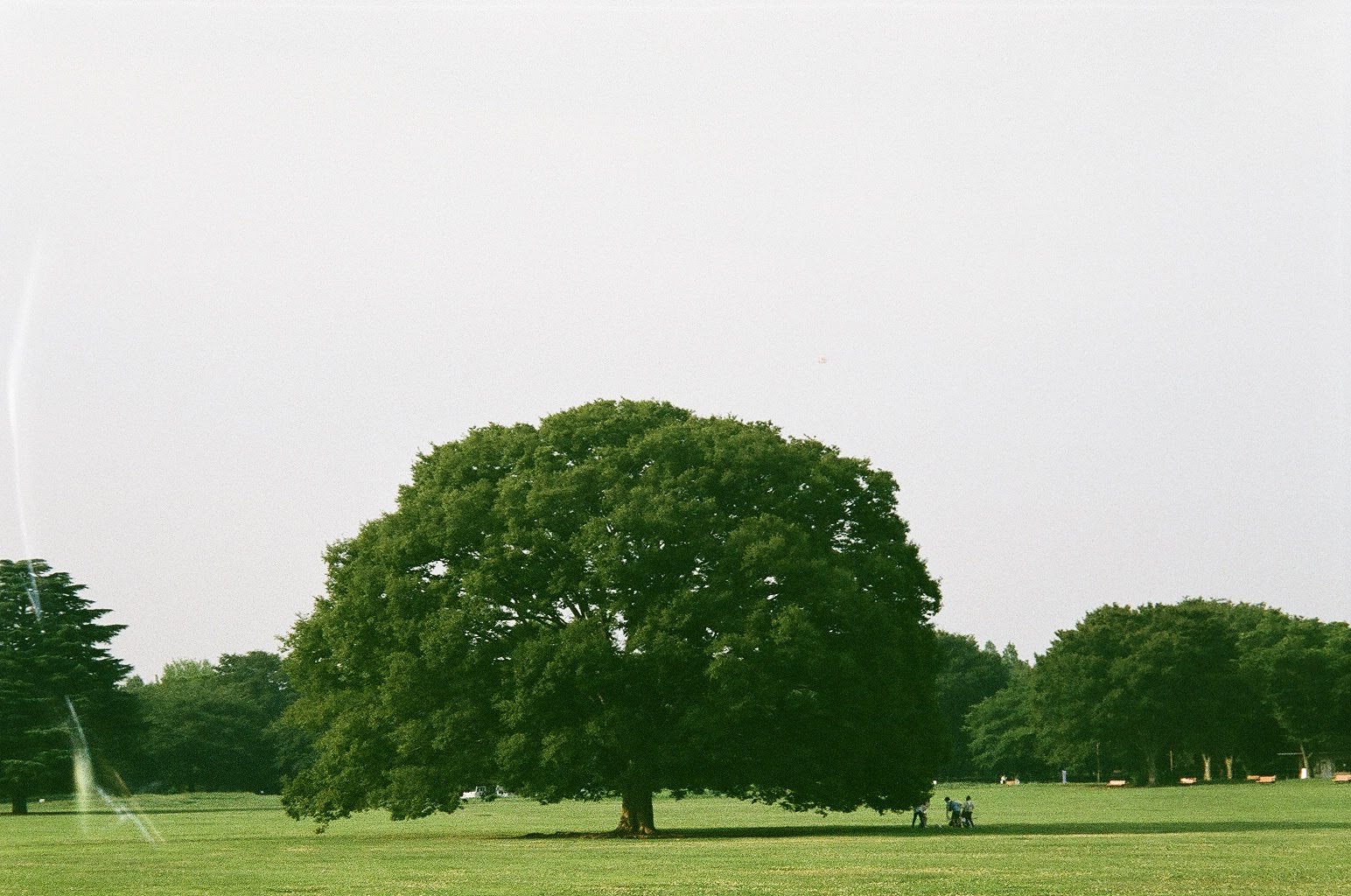 Photo of a tree